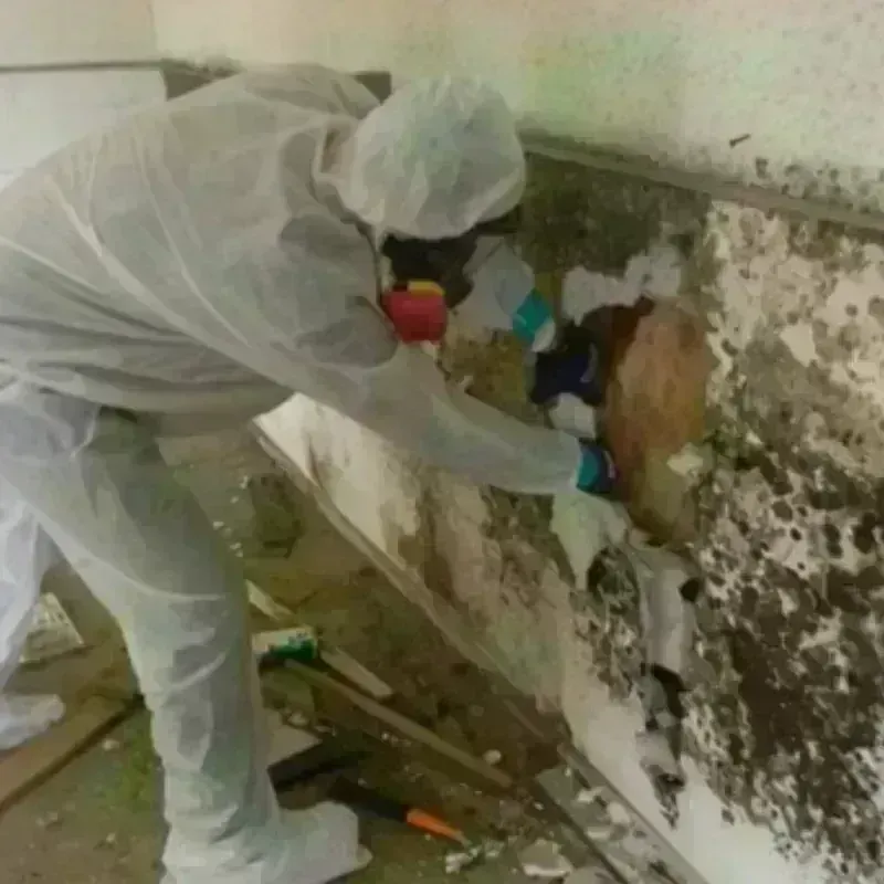 Mold Remediation and Removal in Limestone, ME